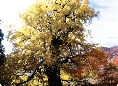 Ginkgo Tree of Yeongguksa Temple in Yenogdong