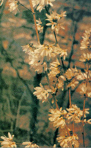 NATURAL HABITAT OF ‘ABELIOPHYLLUM DISTICHUM’ IN MAECHEON-RI, YEONGDONG