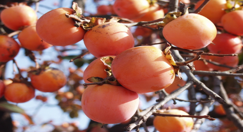 Persimmons