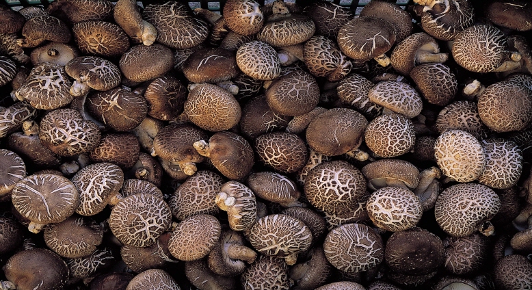 Yeongdong's Shiitake Mushrooms