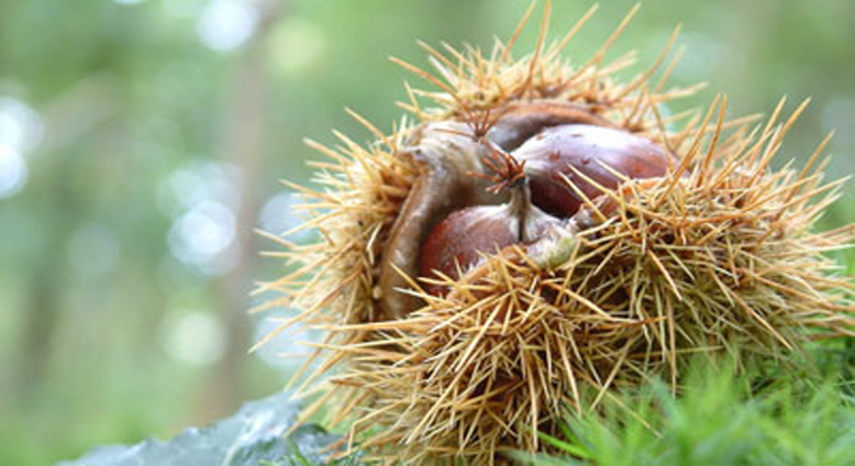 Yeongdong's Chestnuts