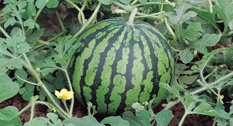 Yeongdong's Watermelons