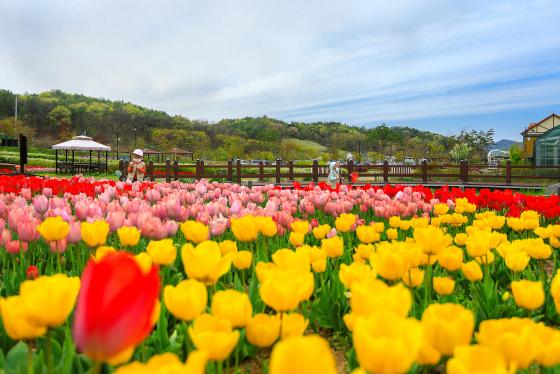 과일나라 테마공원 봄사진 공모전 장려상!_꽃밭의 동심 이미지