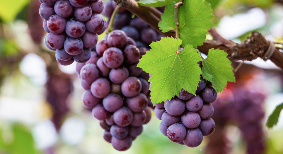 Yeongdong Grape Festival image