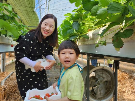 영동군, ‘로컬푸드와 소비자가 함께하는 딸기 수확 체험’ 이미지