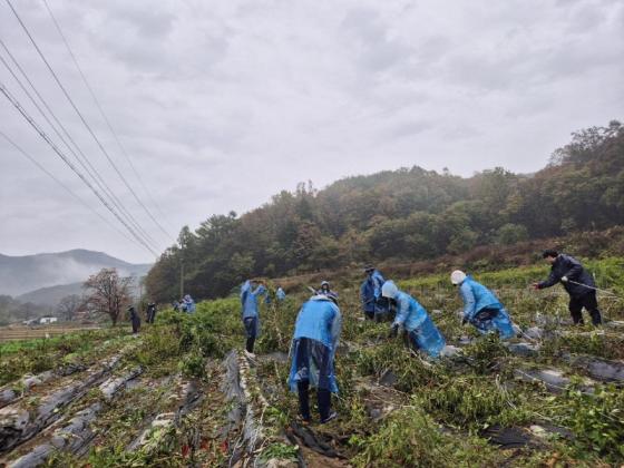 황간면, 농촌 일손 돕기에 팔 걷어붙여 이미지