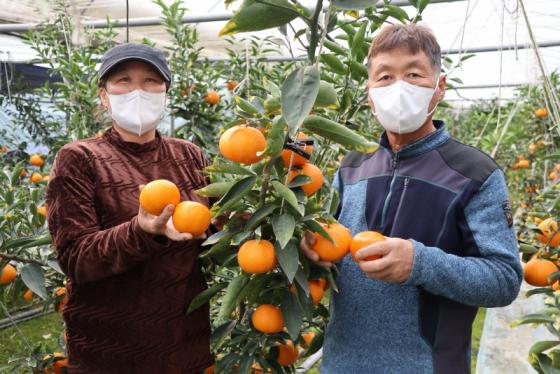 과일의 고장 충북 영동, 만감류 생산 한창 이미지