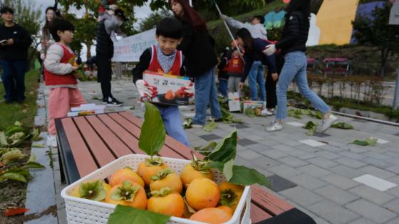 감고을 영동의 특별한 가을 정취, ‘감 따기’행사 가져 이미지