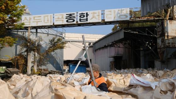 영동군, 2024년산 공공비축미곡 본격 매입 돌입 이미지