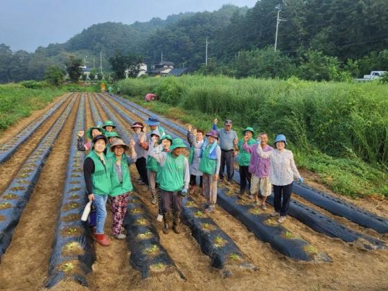 심천면 새마을협의회, 사랑의 배추심기 행사 이미지