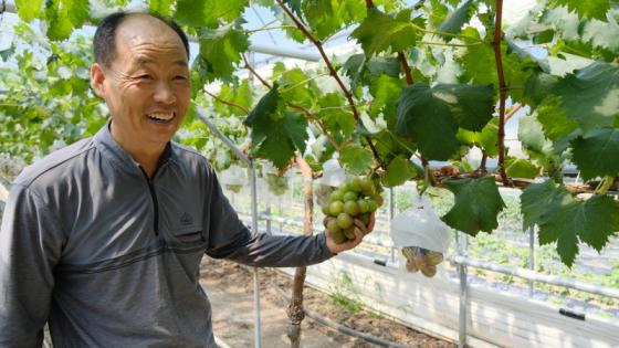 충북 영동에서 ‘루비로망 포도’ 양액베드 재배 성공 이미지