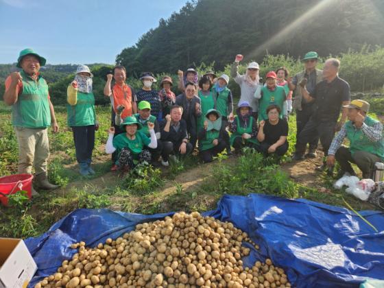 상촌면 새마을협의회, ‘사랑의 감자캐기’행사 이미지