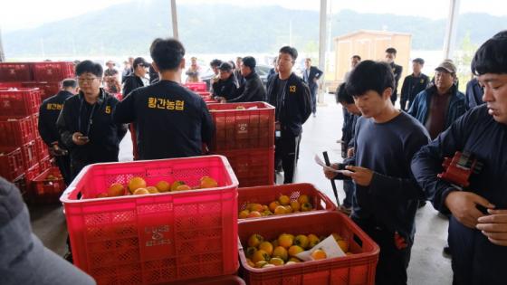 감고을 영동의 자랑, 품질 높은 감을 위한 노력 이미지