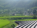 용산면 신항1리 이미지