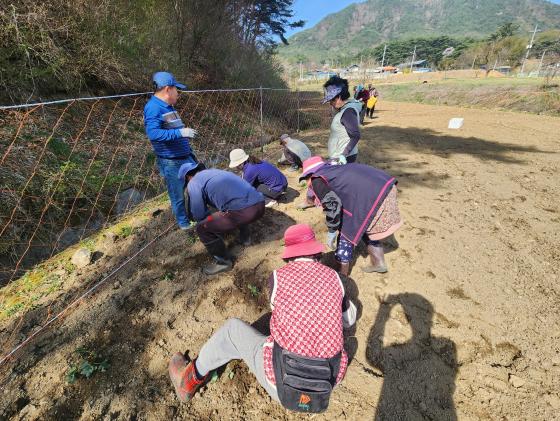 2025년 교동리 마을 산나물 모종 심기 행사 이미지