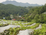 학산면 입석리 이미지