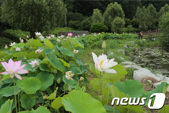 연꽃 핀 인권과 평화의 성지…영동 ‘노근리평화공원’ 이미지