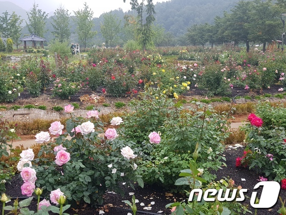 노근리평화공원 장미정원 개원 이미지