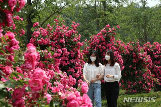 [뉴시스 앵글] 형형색색 장미로 물든 노근리평화공원 이미지