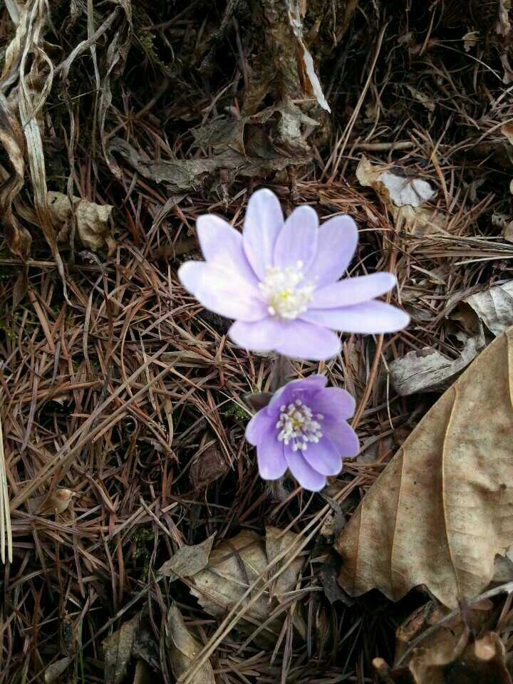 노루귀예요~~ 이미지