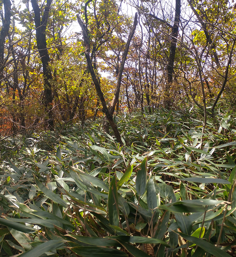 산죽 이미지