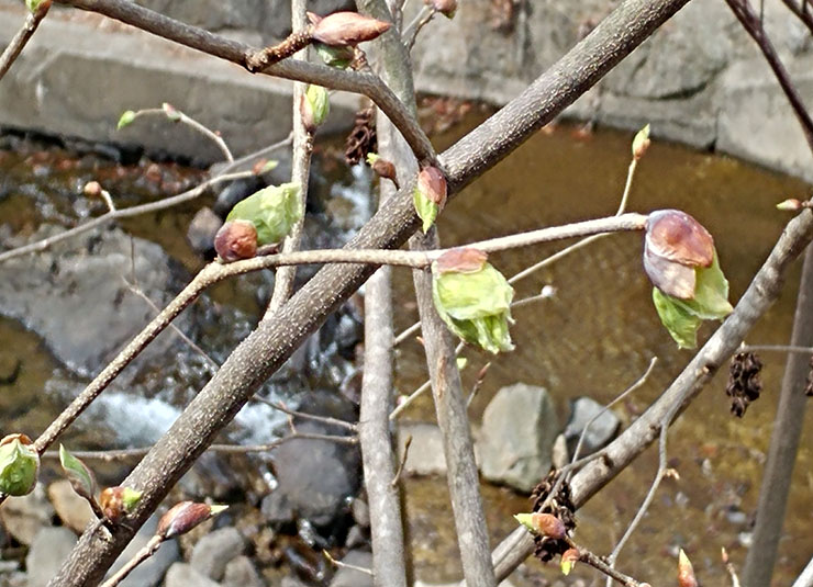 봄이왔어요~히어리 이미지