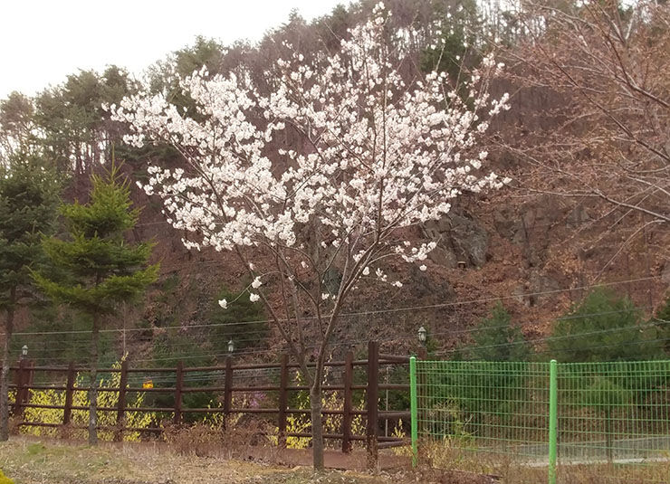 민주지산치유마당벚꽃 이미지