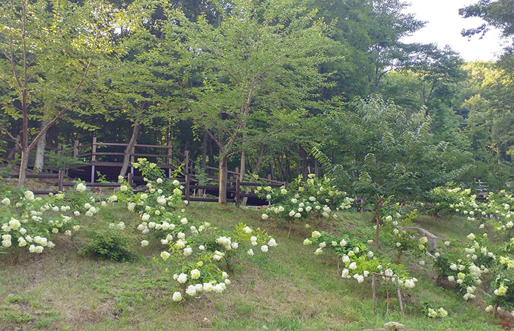 수국 이미지